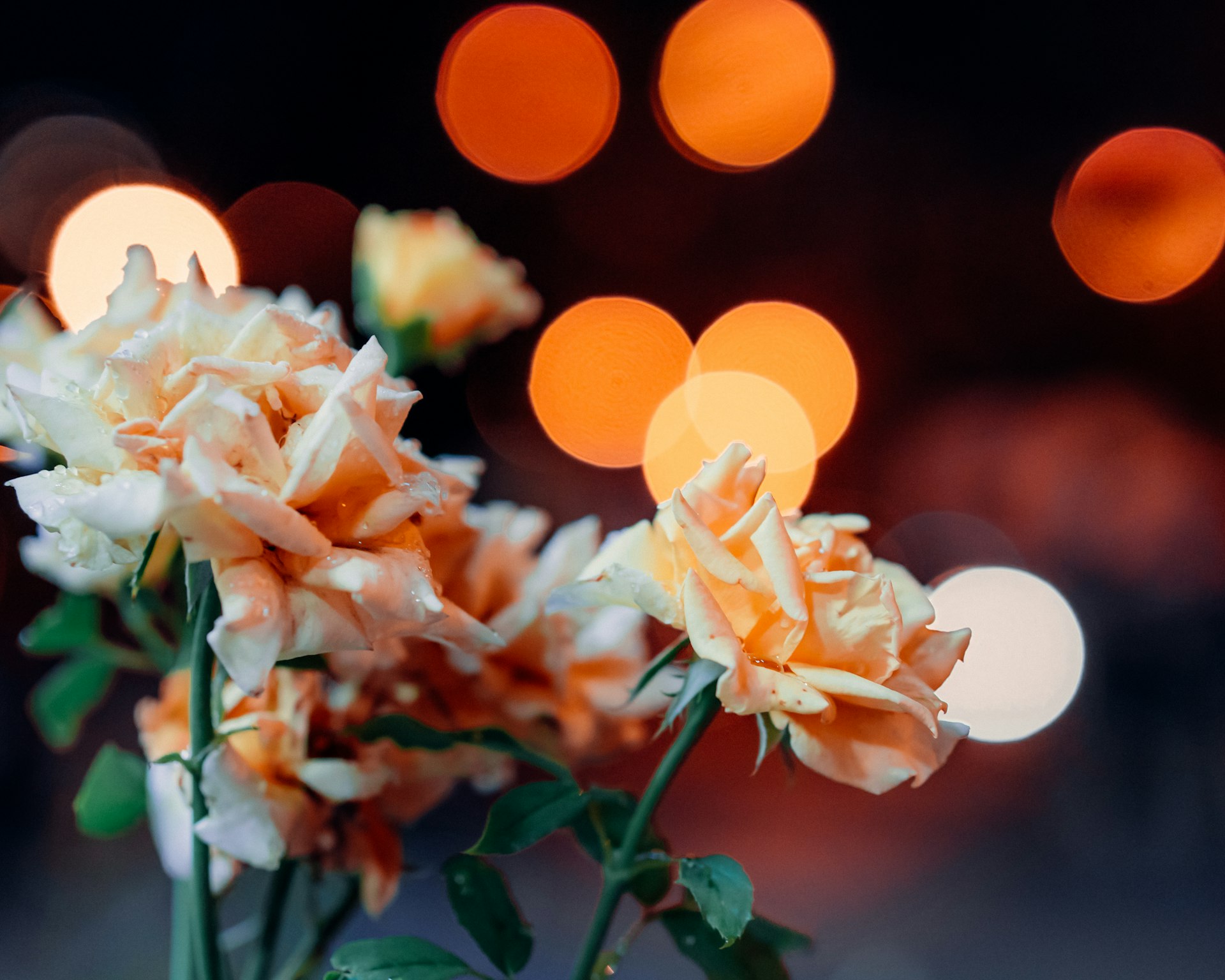 white and yellow flower in tilt shift lens
